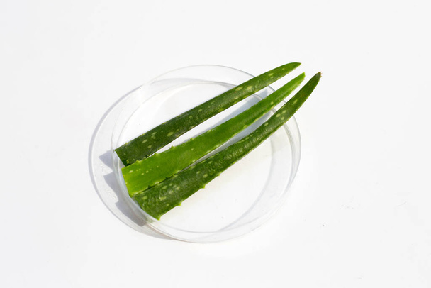 Aloe vera en placas de Petri sobre fondo blanco. - Foto, Imagen