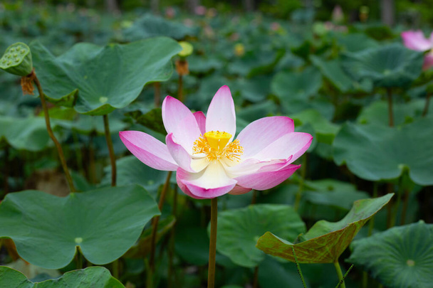 Pink lotus flower blooming in pond with green leaves - Valokuva, kuva
