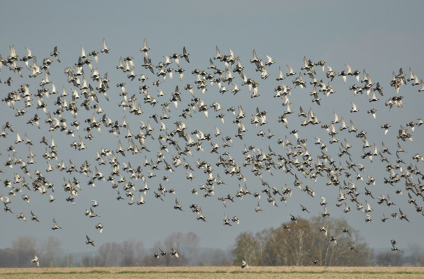bandada de aves voladoras, migración de primavera, chorlito dorado
 - Foto, imagen