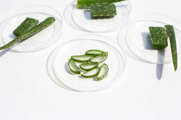 Aloe vera σε petri πιάτα σε λευκό φόντο. - Φωτογραφία, εικόνα