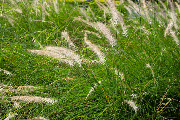 Fountain grass or pennisetum alopecuroides - Foto, Imagem