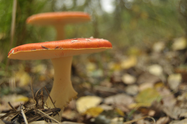 Cogumelo de toadstool vermelho na floresta enquanto, não comestível, venenoso
 - Foto, Imagem