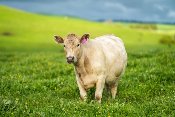 Negocio agrícola sostenible, vacas pastando en un prado verde, granja agrícola regenerativa con ganado. Ganadería en un rancho. - Foto, imagen