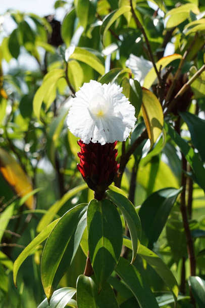 Cheilocostus speciosus (Also called crepe ginger, Costaceae, Hellenia speciosa, Pacing tawar) in nature. The rhizome has been used to treat fever, rash, asthma, bronchitis, and intestinal worms - Photo, Image