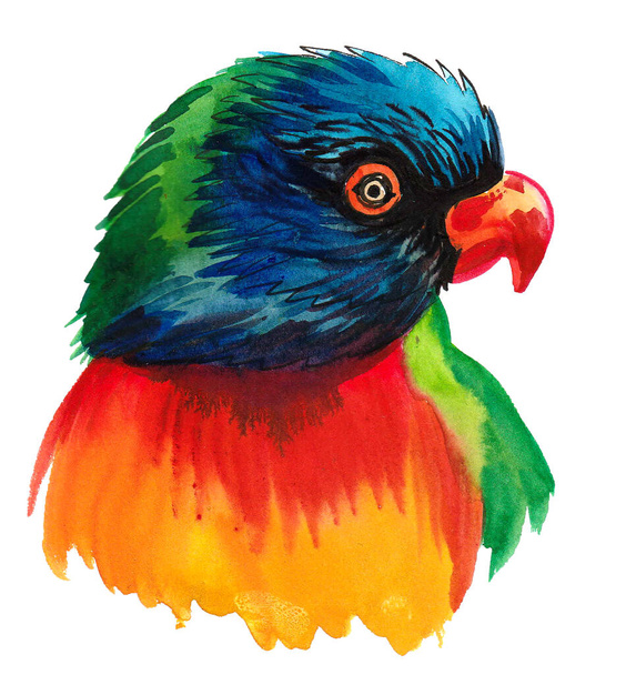 Барвистий папуга птах. Малюнок чорнила та акварелі
 - Фото, зображення