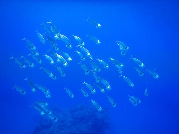 veel Indiase makreel die in één richting naar de zeebodem zwemt - Foto, afbeelding