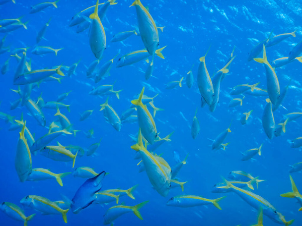lote de peixes com uma faixa amarela em águas azuis profundas - Foto, Imagem