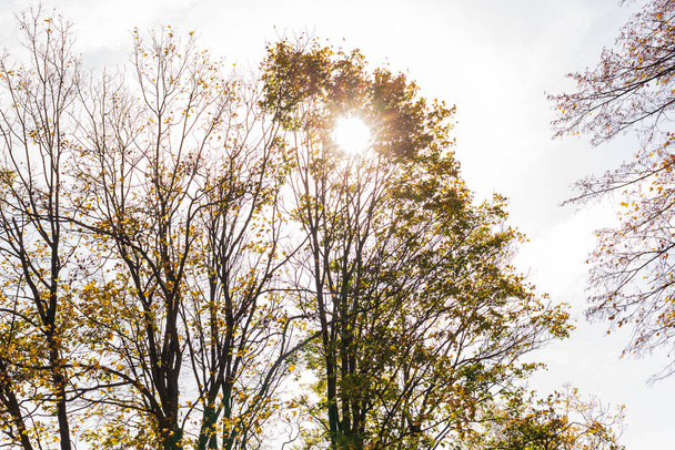 Vista inferior de las copas de los árboles en el bosque de otoño. Espléndida escena matutina en el colorido bosque. Belleza de la naturaleza concepto fondo
. - Foto, imagen