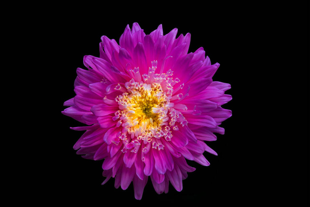 A flower of aster Callistephus chinensis. Close up, isolated on black. - Photo, image