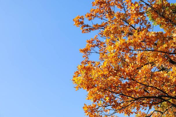 Strom se žlutými listy za slunečného podzimního dne - Fotografie, Obrázek