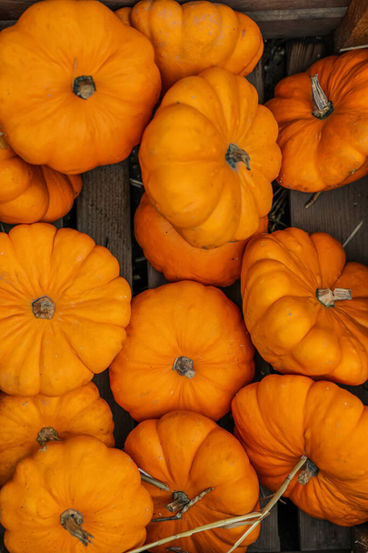 Orange pumpkins on wooden stand, top view - Photo, Image