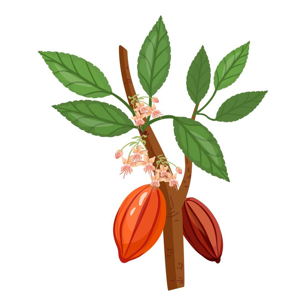 Cacao tree branch icon cartoon vector. Nut leaf. Coffee seed - Wektor, obraz