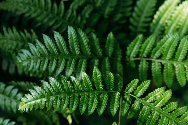Helecho verde natural en el bosque. Hermoso fondo natural hecho con hojas de helecho verde joven. - Foto, imagen