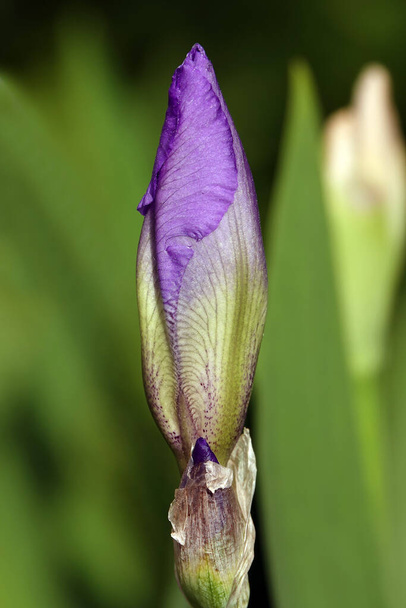 Iris kwitną w dużych kwiatach o różnych kolorach i odcieniach - Zdjęcie, obraz