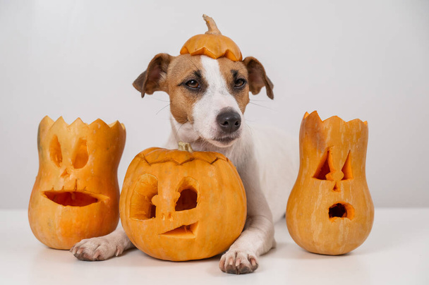 Jack Russell Terrier dog with a pumpkin cap and three jack-o-lanterns on a white background - Fotoğraf, Görsel