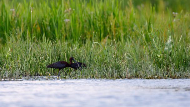 Wild Ibis in the Danube Delta - Photo, Image