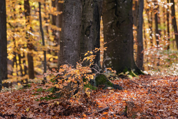 In the autumn beech mountain forest - Foto, Imagen