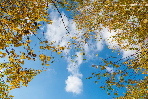 Krajina podzimního lesa skrze břízové listy - Fotografie, Obrázek