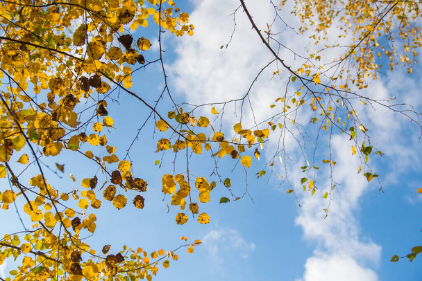 Landscape of autumn forest through birch leaves - Fotoğraf, Görsel
