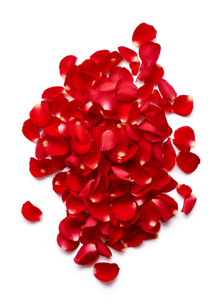 Piros rózsaszirom elszigetelt fehér background - Fotó, kép