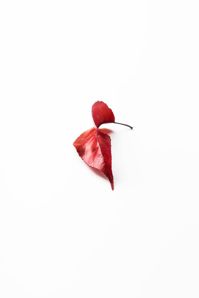 Autumn red leaf on white table. Minimalism. - Foto, afbeelding