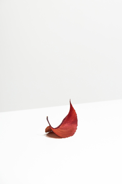 Autumn red leaf on a white table. Minimalism and Wabi Sabi. - Fotó, kép