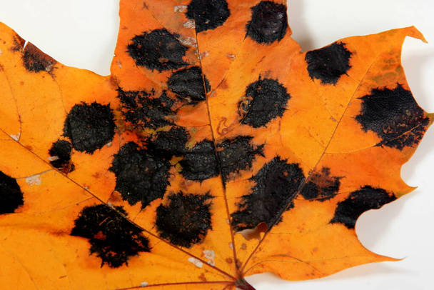 Yellow Maple leaves with black and white spots. Fungal disease or tar spot on maple leaf caused by Rhhytisma acerinum fungus - Photo, Image