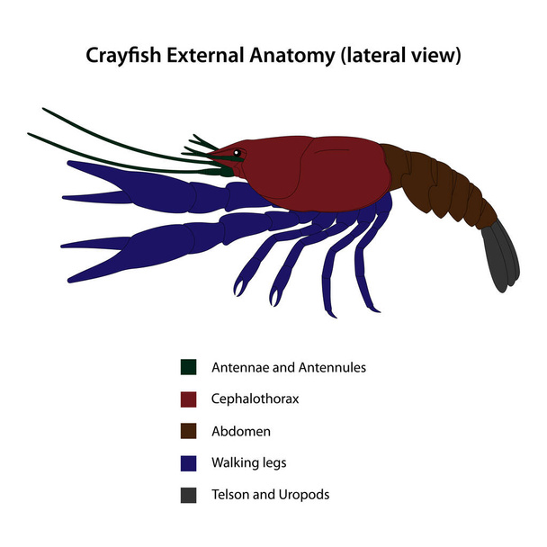 Anatomie externe des écrevisses (vue latérale) - Vecteur, image
