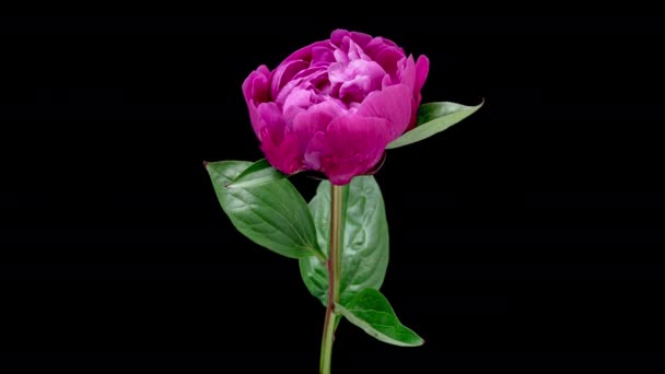 4K Time Lapse of blooming pink Peony flower isolated on black background. Timelapse of Peony petals close-up. Time-lapse of big single flower opening. - Footage, Video