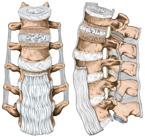 Ligamentos y estructura de la columna lumbar, anterior longitudinal, intertransversal, interespinoso y supraspinoso ligamentos, anatomía del sistema óseo humano, sistema esquelético humano, vista anterior y lateral - Foto, imagen