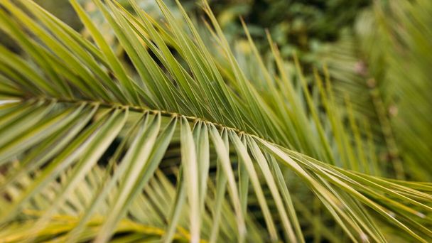 Tropische jungle palm gebladerte achtergrond. Schoonheid in tropische natuur banner voor behang, reizen, vakantie - Foto, afbeelding
