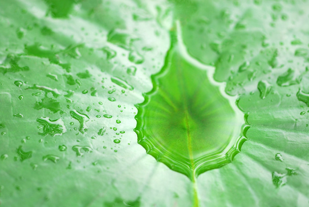 Water drop on flower and leaf - Foto, afbeelding