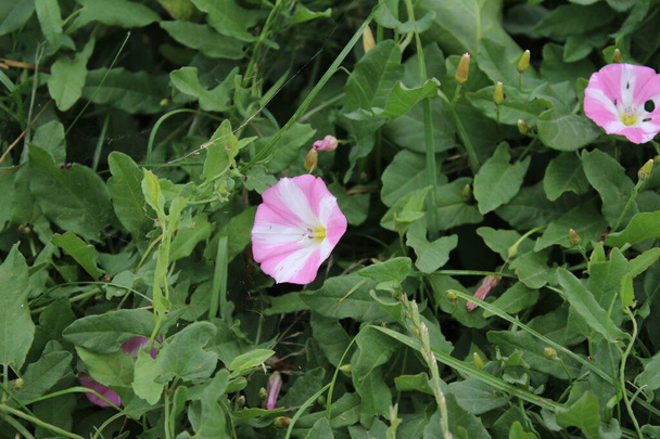 Field bindweed is a beautiful wildflower. The tree is a herbaceous creeper. The flowers are tiny and look like a gramophone tube. The flower is pink. Green grass in background. Summer scene. Sunny day photo. - Photo, Image