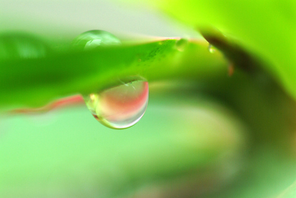 Water drop on flower and leaf - Photo, Image