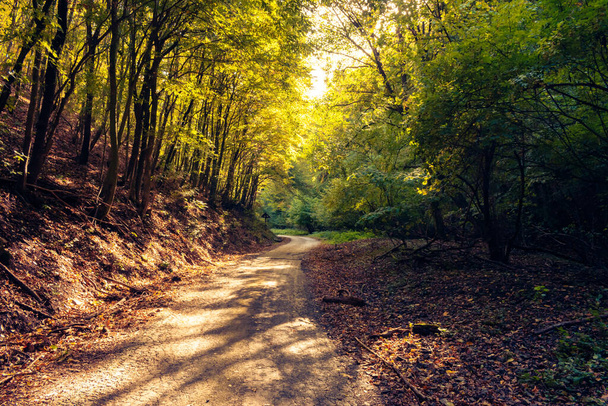 ハンガリー、ペックス近くのメセクの森の中の初秋の風景 - 写真・画像