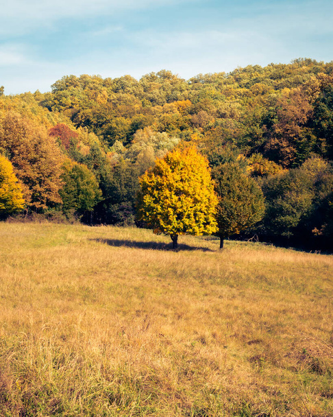 Ранні осінні краєвиди лісів Мексека поблизу Пек (Угорщина). - Фото, зображення