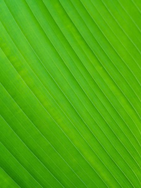primer plano de textura de hoja verde - Foto, Imagen