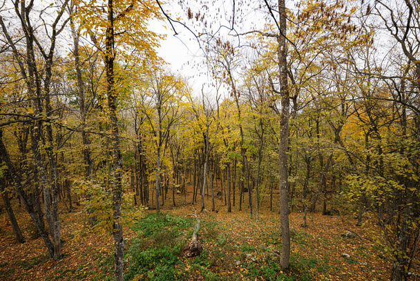 Middle of the autumn forest with colorful leaves. - Fotó, kép