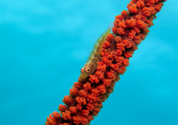 A Goby on a Whip coral Boracay Island Philippines - Zdjęcie, obraz
