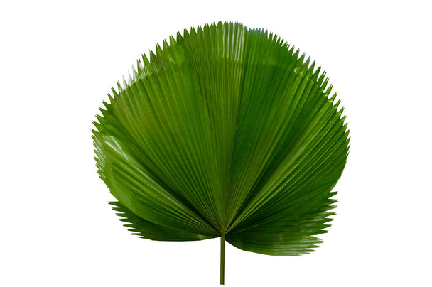 palmunlehti Licuala Grandis valkoisella pohjalla - Valokuva, kuva