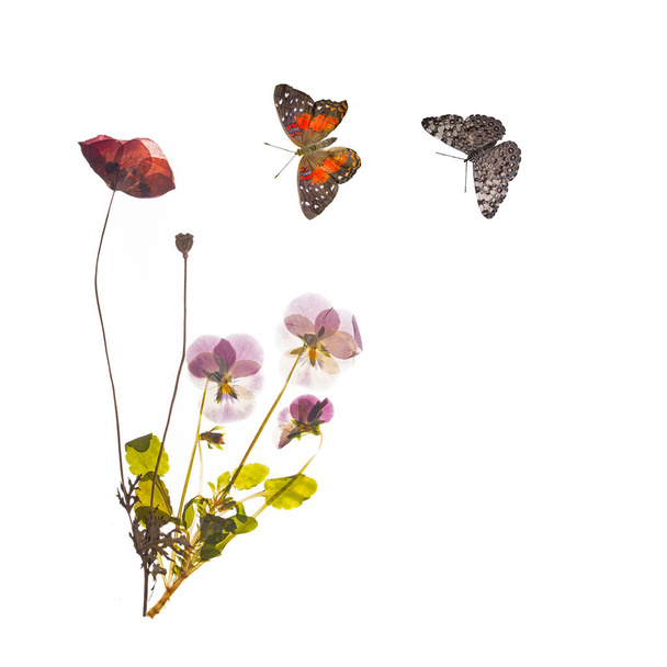 Rotgepresste Mohnblumen, Stiefmütterchen und Schmetterlinge. Hochwertiges Foto - Foto, Bild