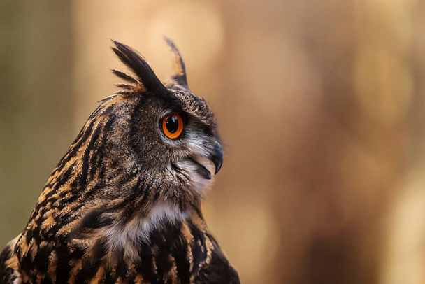 Eurasian eagle-owl (Bubo bubo) close-up portrait - Photo, Image