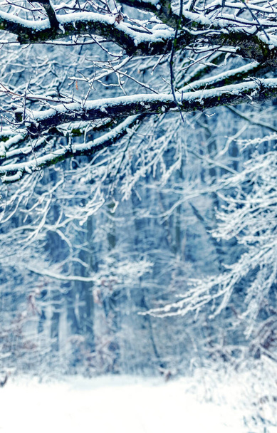 雪に覆われた木、垂直形式の冬の森 - 写真・画像