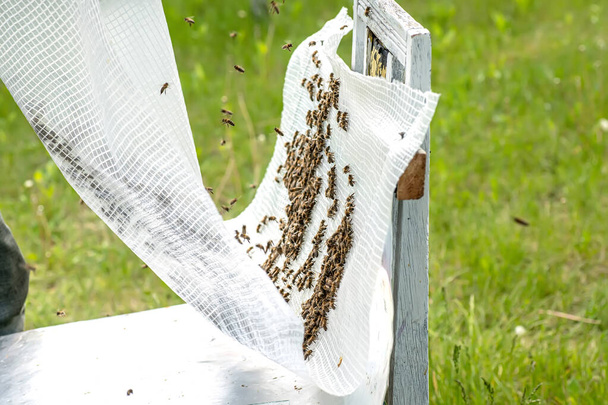 Apicultor sacude a las familias de abejas en el pegamento para colocar en el núcleo cuidadores de abejas para la inseminación artificial abeja reina. - Foto, Imagen