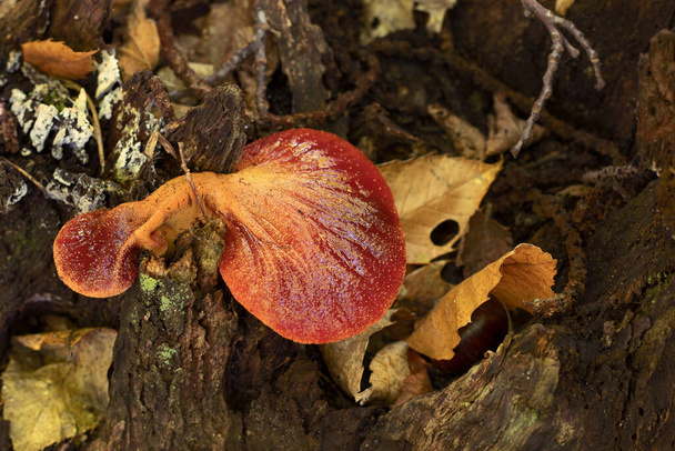 Fistulina Hepatica red mushroom on a chestnut tree. Beefsteak (Ox Tongue) fungi in nature in the autumn season. - Photo, Image