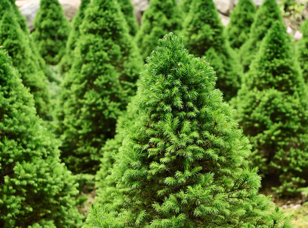 Ağaç bahçesindeki Noel konik köknar ağaçları  - Fotoğraf, Görsel