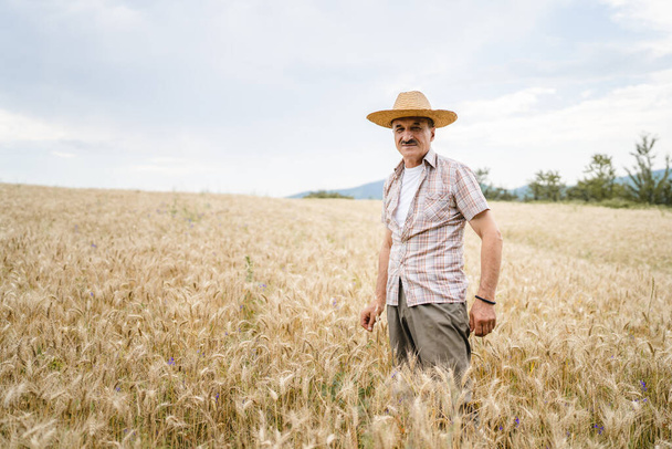 un hombre mayor agricultor masculino de pie en el campo agrícola amarillo dorado trigo comprobar la calidad del grano en día soleado usar sombrero de paja y bigotes personas reales copiar espacio vista frontal - Foto, imagen