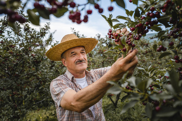 один человек старший кавказский мужчина фермер в вишневом саду сбора урожая спелых органических фруктов в летний день носить соломенную шляпу реальных людей подлинный процесс сельского хозяйства копировать пространство - Фото, изображение