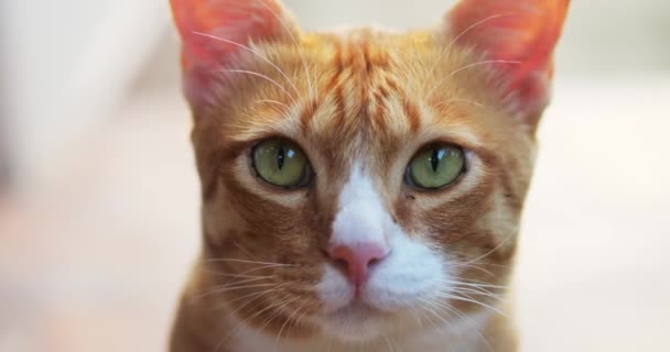 Close-up van vriendelijke katachtige gember tabby kat, likken zijn gezicht en snorharen met tong. Wilde dieren. Thema dieren - Video