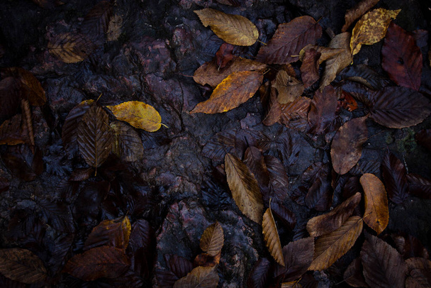 jesienne liście w lesie - Zdjęcie, obraz